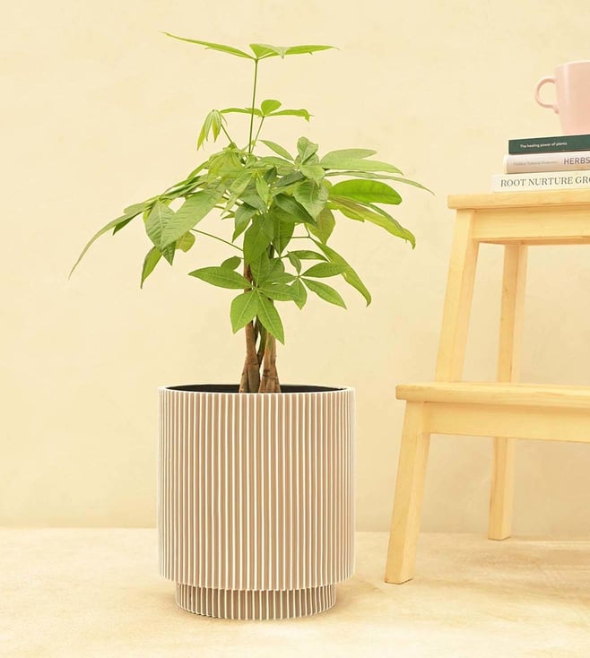 Buy Ugaoo Vase Cylinder Groove Ivory Plastic Medium Planter Online
