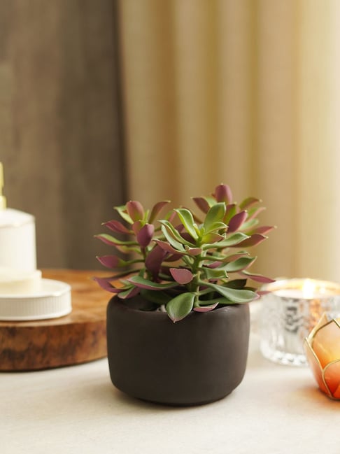 Pure Home and Living Green Plastic Succulents-picture-29