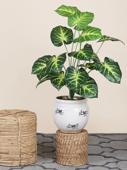 Foliyaj 18 Leaf Money Plant Bunch 2 | 2 Feet Tall Plants for Home Decor without Pot