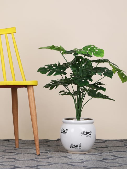 Foliyaj 18 Leaf Monstera Plant Bunch| 2 Feet Tall Plants for Home Decor without Pot