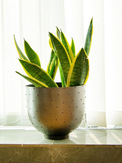 Gibox Black Wooden Vase