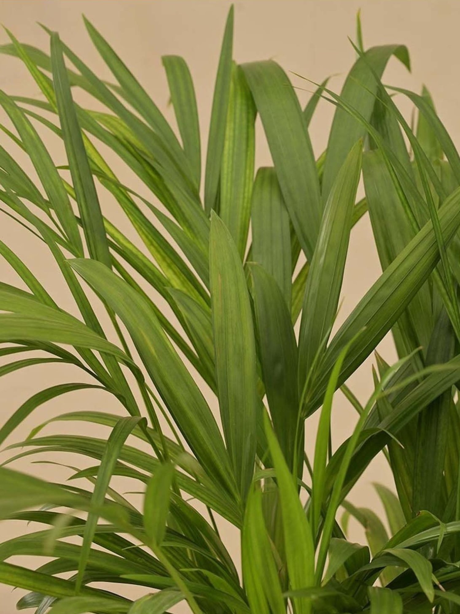 rikki dracaena Dracaena Rikki Cane 10"