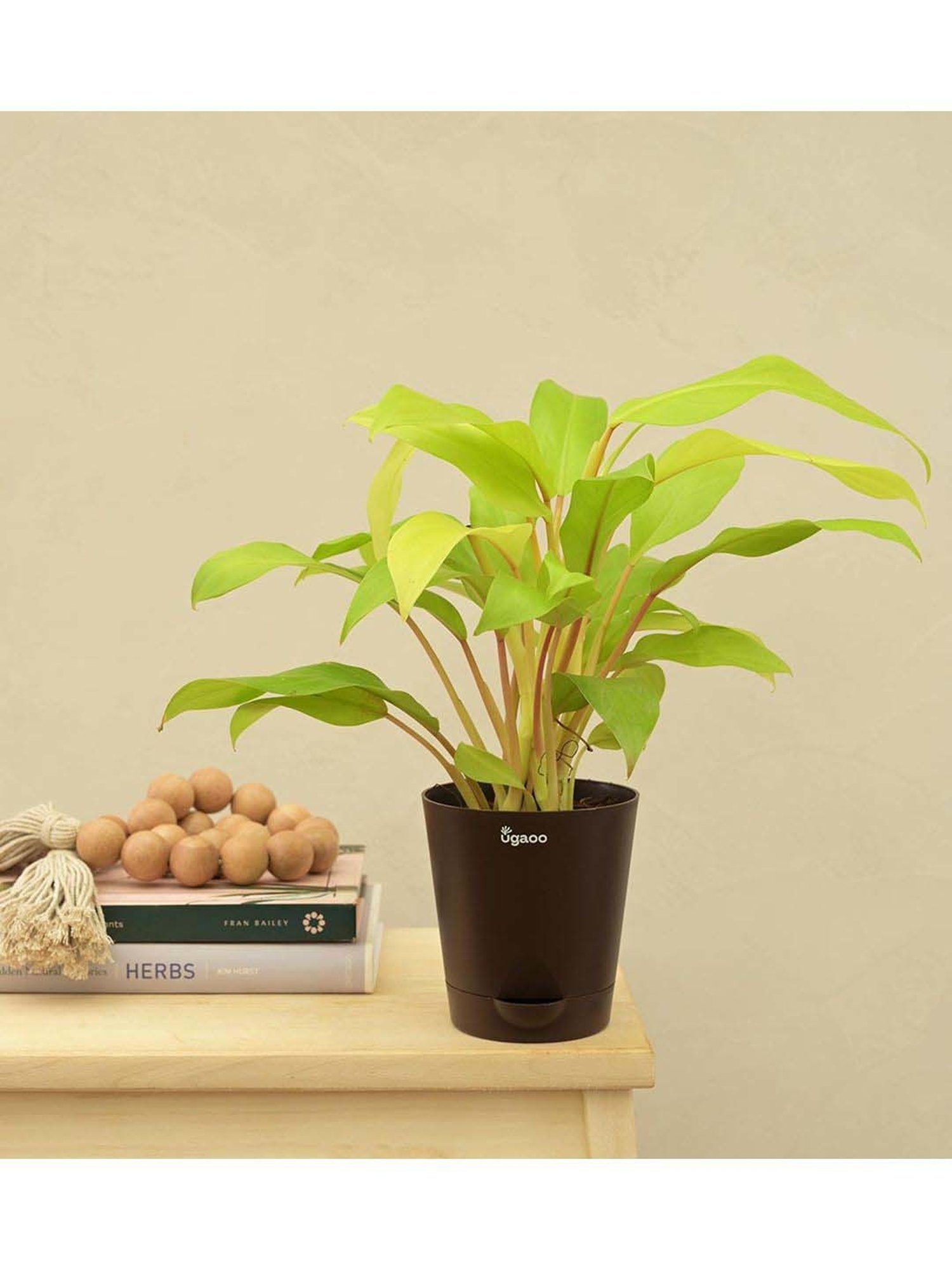 burgundy princess philodendron 4" Philodendron Pink Princess  Pandy's Garden Center