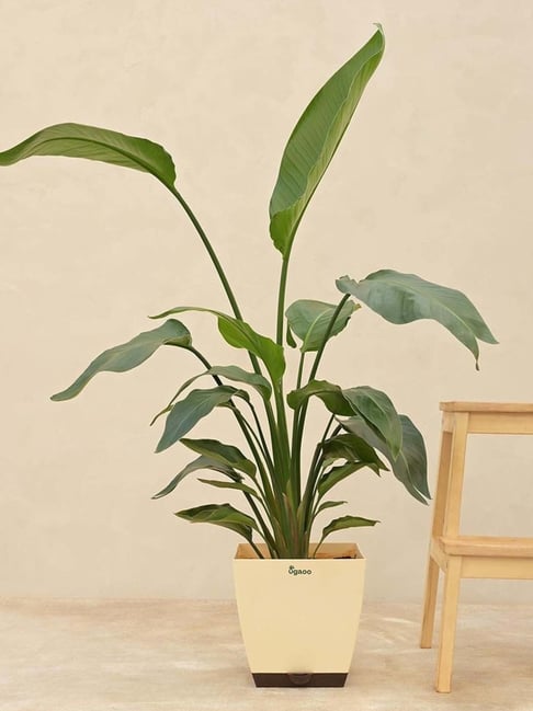 Ugaoo Bird Of Paradise Extra Large Plant