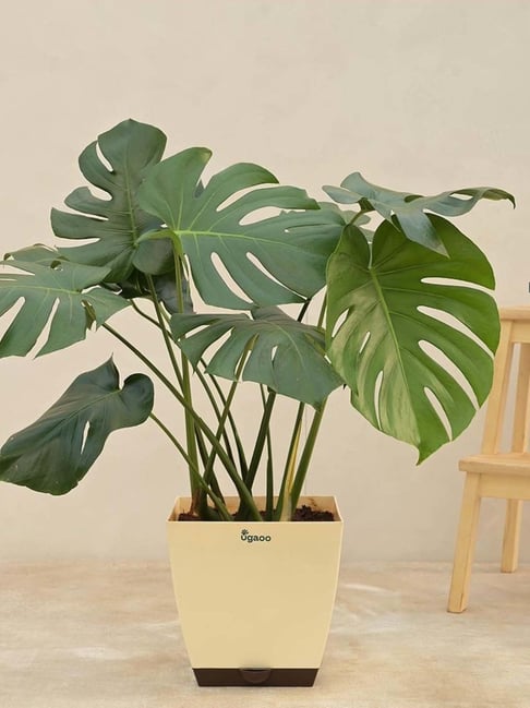 Ugaoo Monstera Deliciosa Extra Large Plant