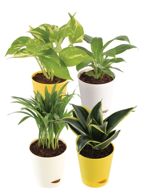 Ugaoo Combo of 4 Air Purifying Plants Bundle