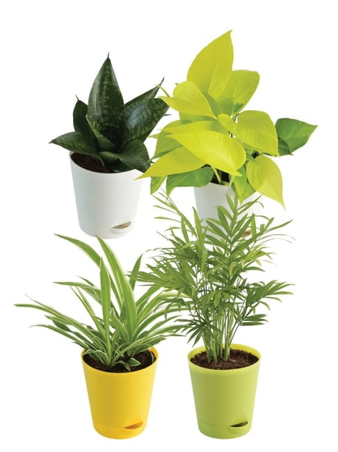 Ugaoo Combo of 4 Air Purifying Indoor Live Plants Bundle