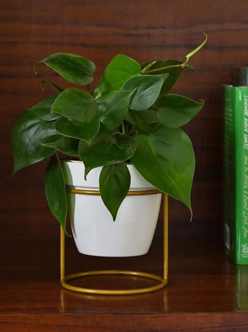 Ugaoo White Small Ceramic Nyx Floor Planter