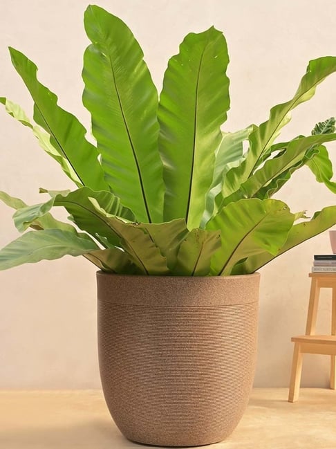 Ugaoo Milano Short Brown Stone Plastic Large Planter