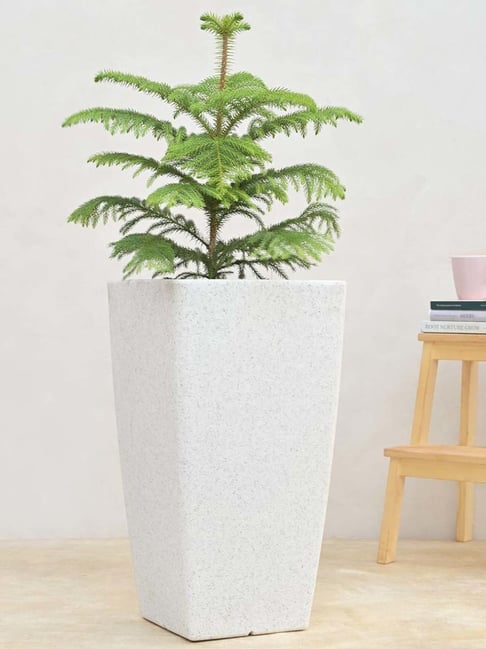 Ugaoo Paris White Stone Plastic Small Planter