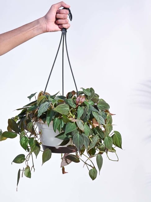 Ugaoo Philodendron Micans Plant with Hanging Pot