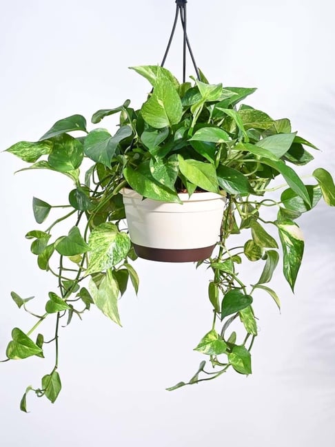 Ugaoo Variegated Money Plant with Hanging Pot