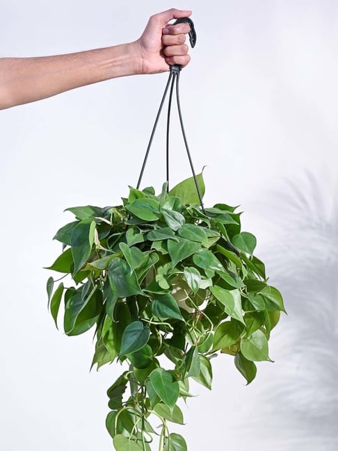 Ugaoo Philodendron Oxycardium Green Plant with Hanging Pot