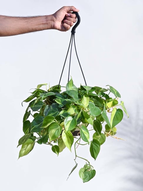 Ugaoo Philodendron Oxycardium Brasil Plant with Hanging Pot