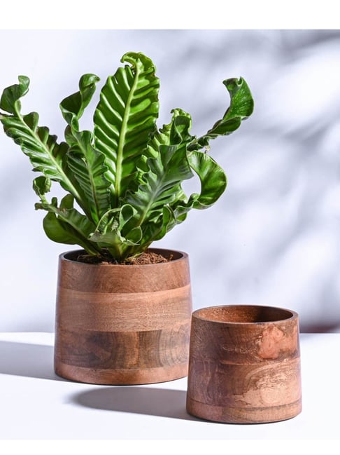Ugaoo 2-Piece Walnut Brown Gradient Wooden Planter Set