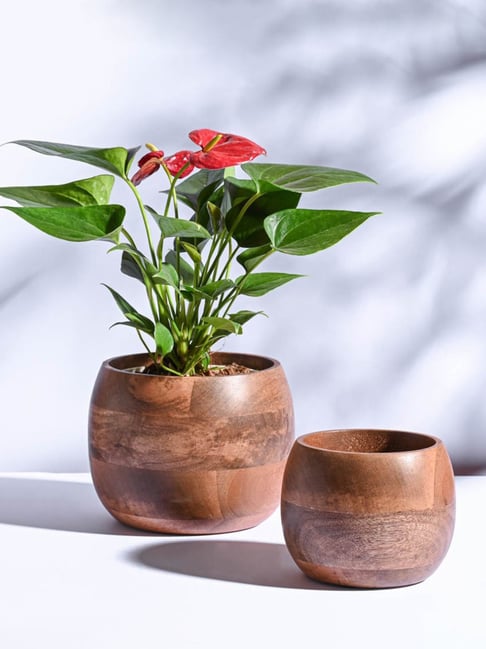 Ugaoo 2-Piece Walnut Brown Orbit Wooden Planter Set