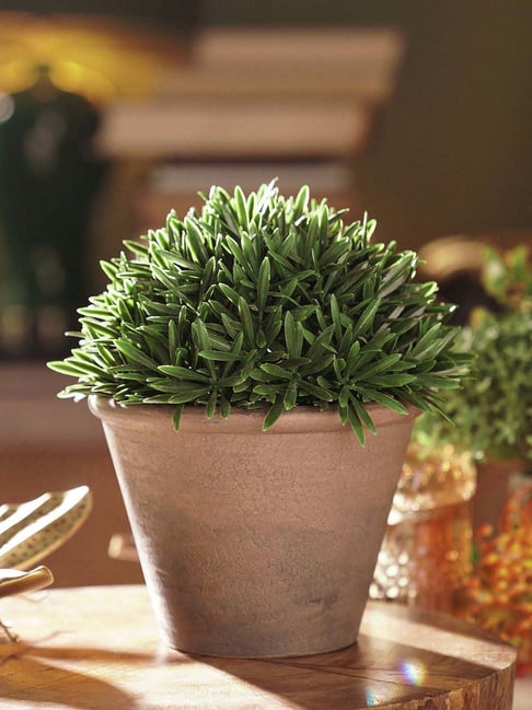 Pure Home and Living Green Plastic Artificial Fern Pine Plant With Cement Pot - Small-picture-18