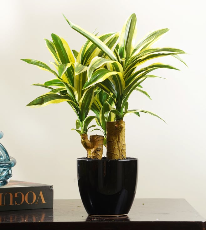 La Muse Resilience Retreat - Artificial Dracaena Tree - 1 Feet Tall