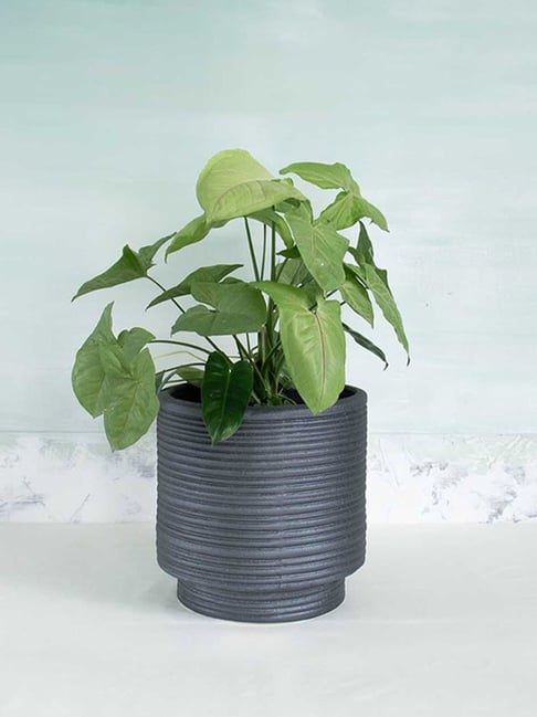 Freedom Tree Strata Footed Lava Grey Planter