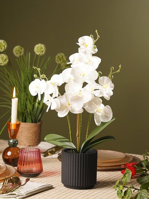 Pure Home and Living Ivory Artificial Orchid in Ceramic Pot-picture-45