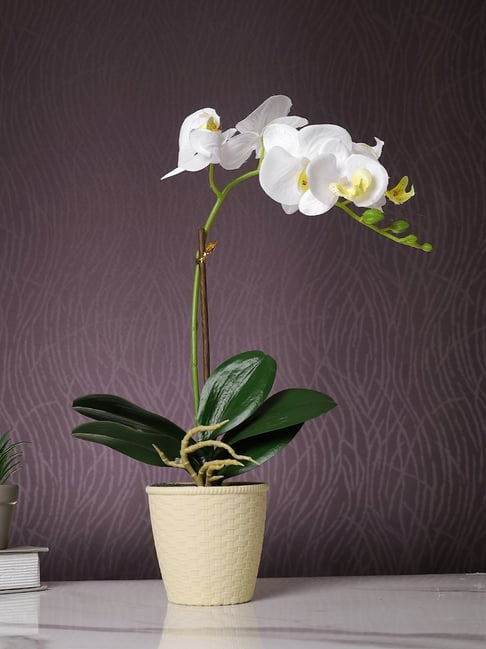 Tayhaa Beige & White Plastic Orchid Artificial Plant with Pot