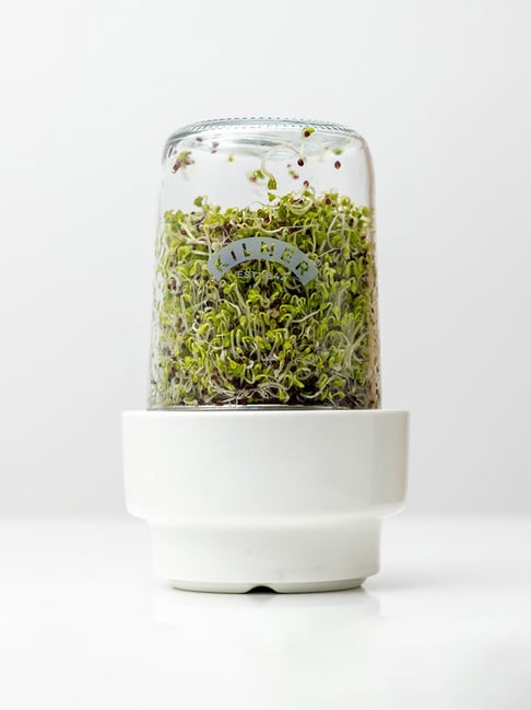 Kilner Clear Glass Sprouting Jar with Stainless Steel Lid Ceramic Base