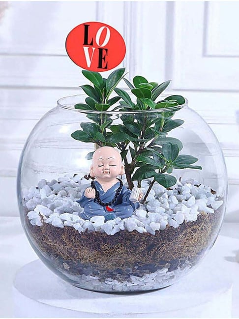 Buy FNP Love Grown Bonsai Bliss at Best Price @ Tata CLiQ