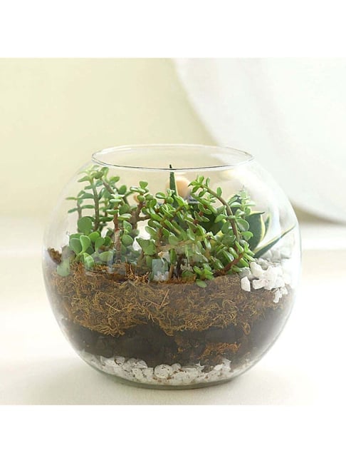 Buy FNP Jade N Milt Sansevieria Plant Glass Vase Terrarium at Best Price @  Tata CLiQ