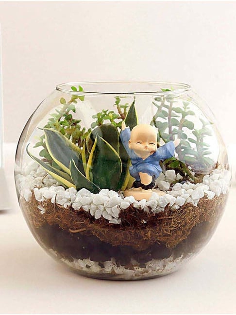 Buy FNP Jade N Milt Sansevieria Glass Terrarium at Best Price @ Tata CLiQ