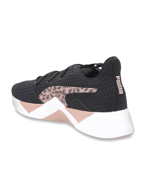puma incite leopard