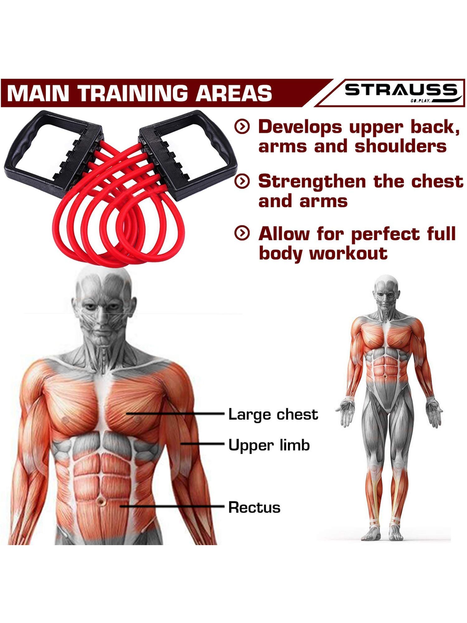 strauss chest expander