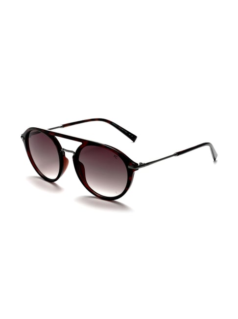 Modern Cat Eye Sunglasses Classic Tort | French Connection UK